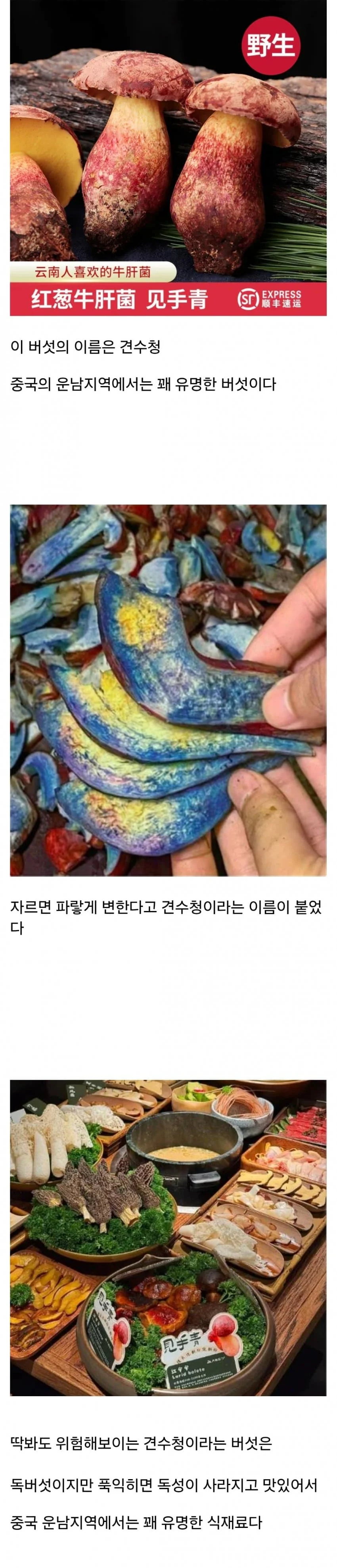환각을 유발하는 것으로 알려진 독버섯