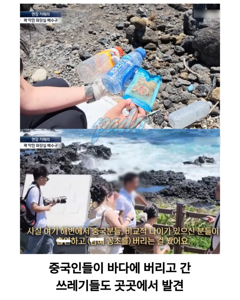 우도까지 진출한 짱개바퀴벌레, 제주도 점령