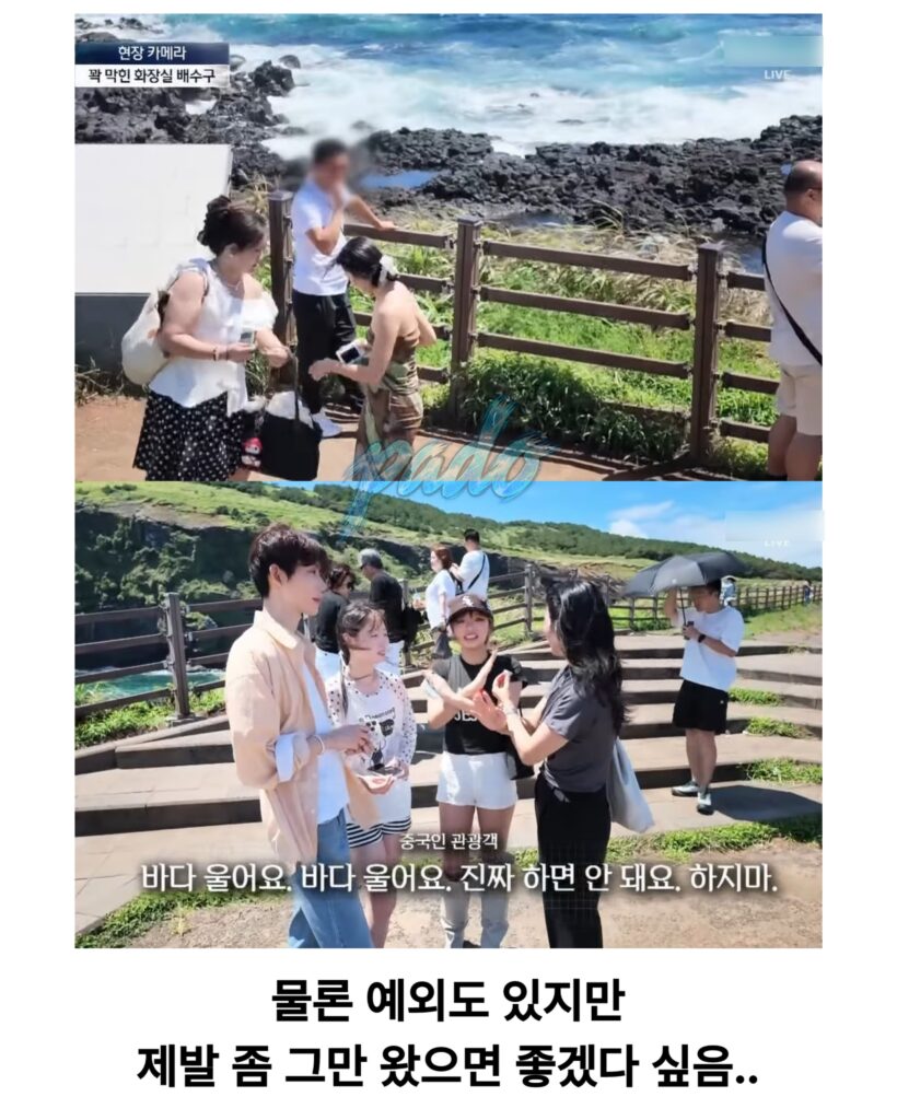 우도까지 진출한 짱개바퀴벌레, 제주도 점령