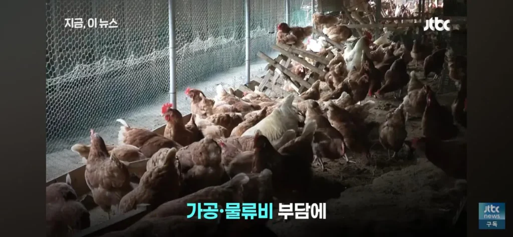 닭값 하락에 눈치 보는 치킨 업계 동향
