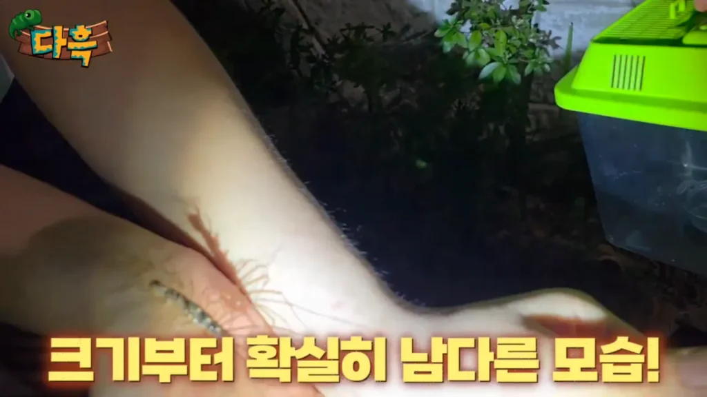 최근 부산에 서식하는 거대 돈벌레(그리마)