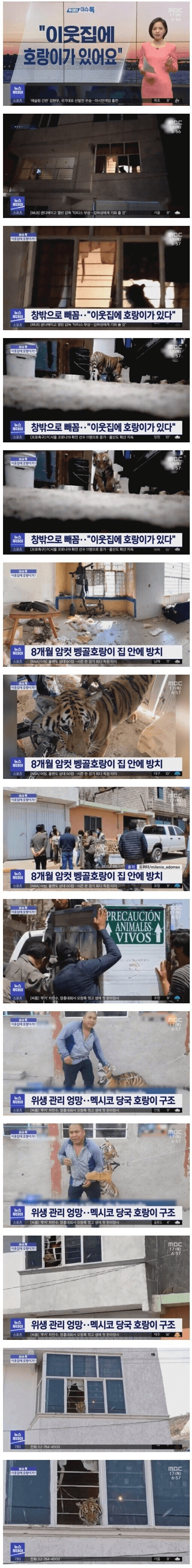 호랑이가 이웃집에 살고 있어요