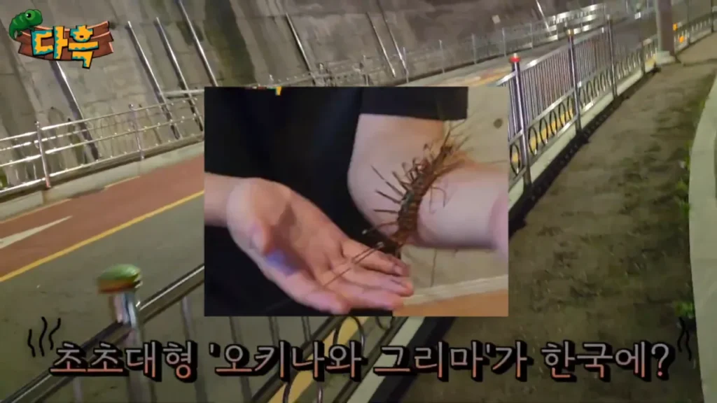 최근 부산에 서식하는 거대 돈벌레(그리마)