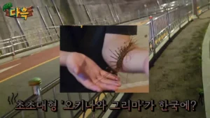 최근 부산에 서식하는 거대 돈벌레(그리마)