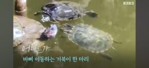 작은 거북들이 큰 거북을 돕기 위해 모였습니다!