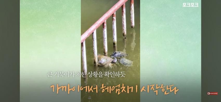 작은 거북들이 큰 거북을 돕기 위해 모였습니다!