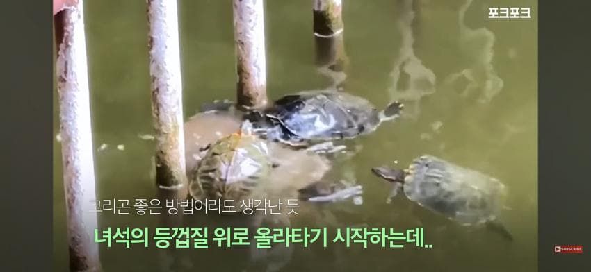 작은 거북들이 큰 거북을 돕기 위해 모였습니다!