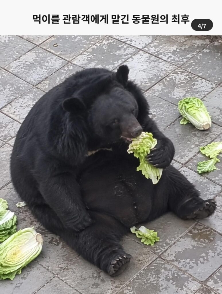 관람객 먹이 허용, 사료비 감당 못 한 동물원의 마지막