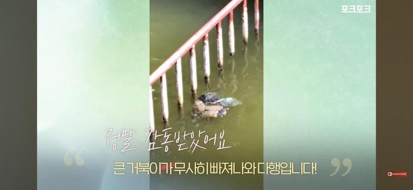 작은 거북들이 큰 거북을 돕기 위해 모였습니다!
