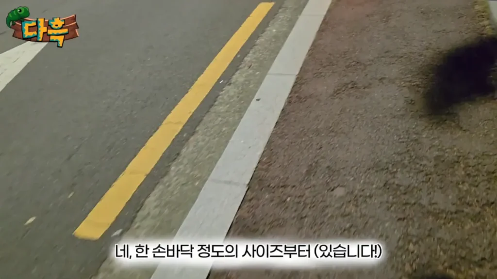 최근 부산에 서식하는 거대 돈벌레(그리마)