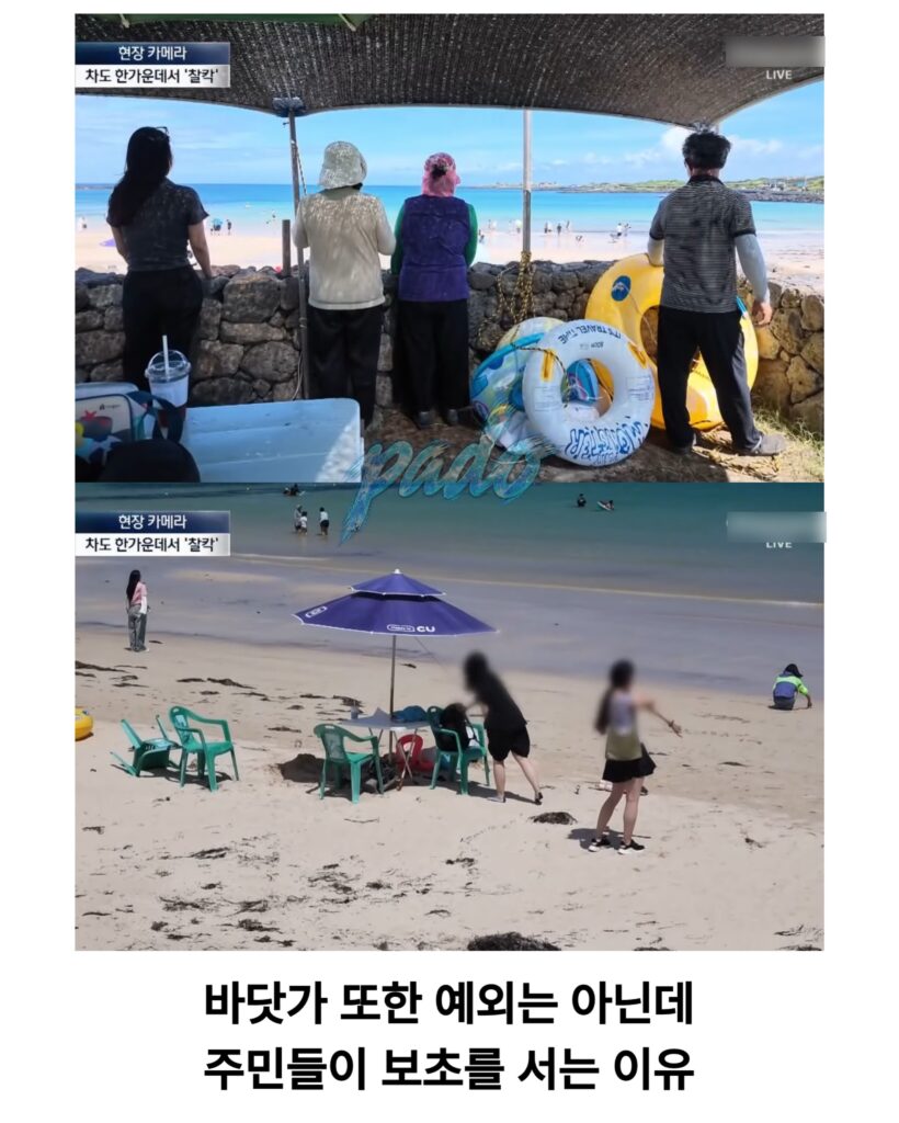 우도까지 진출한 짱개바퀴벌레, 제주도 점령