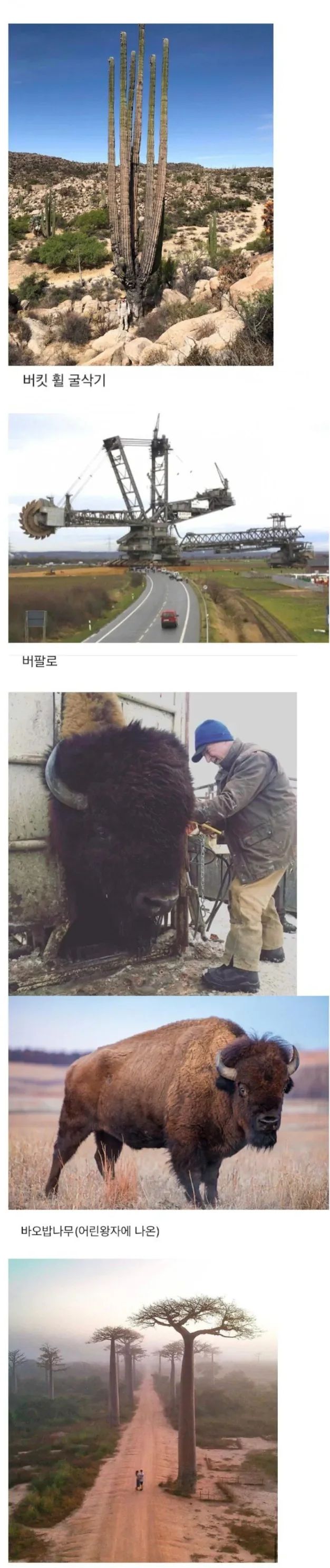 의외로 크기가 엄청 크다는것들