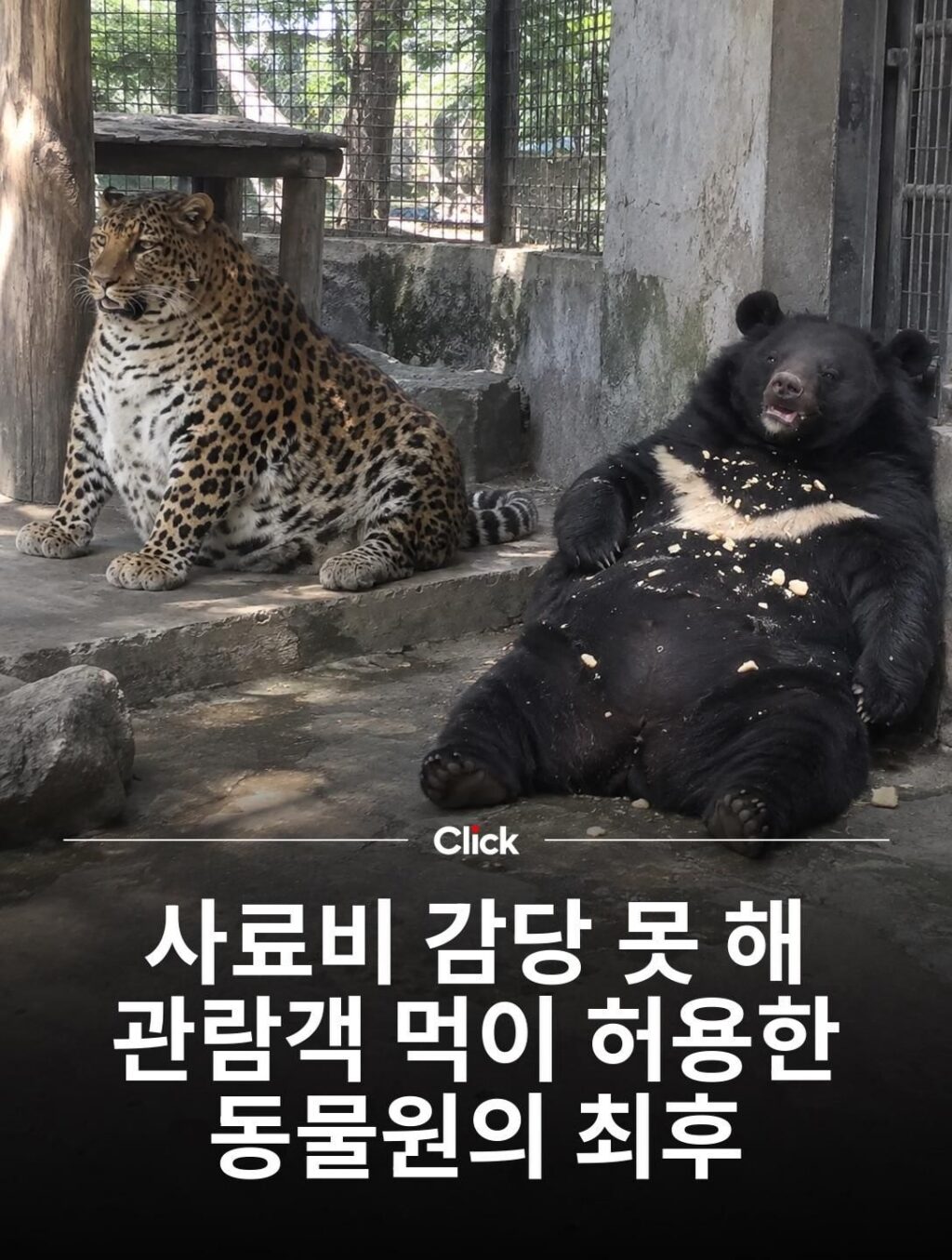 관람객 먹이 허용, 사료비 감당 못 한 동물원의 마지막