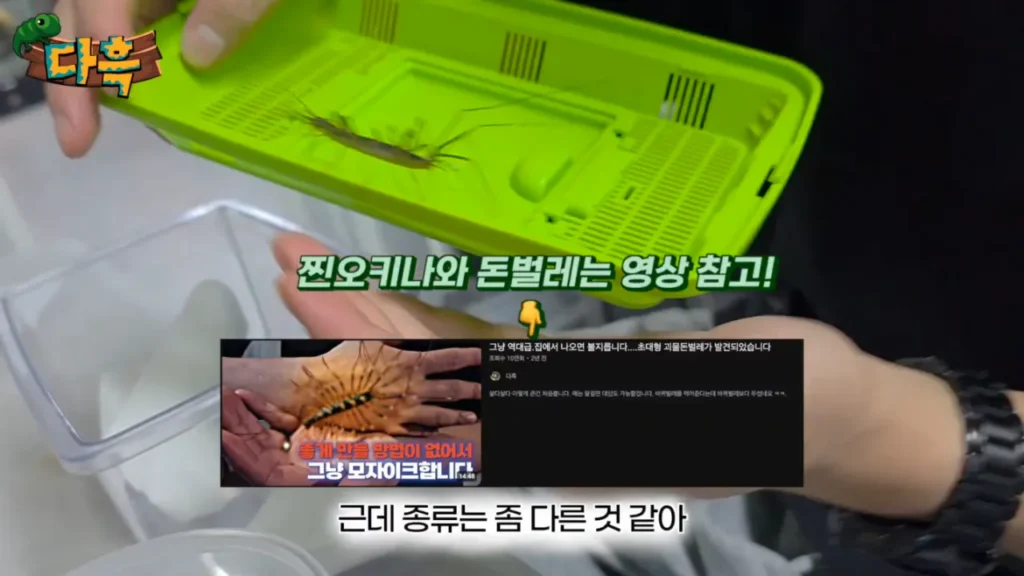 최근 부산에 서식하는 거대 돈벌레(그리마)