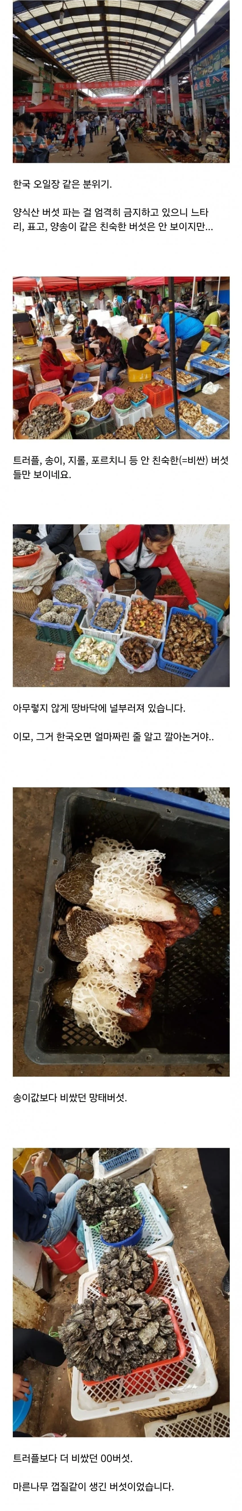 환각을 유발하는 것으로 알려진 독버섯