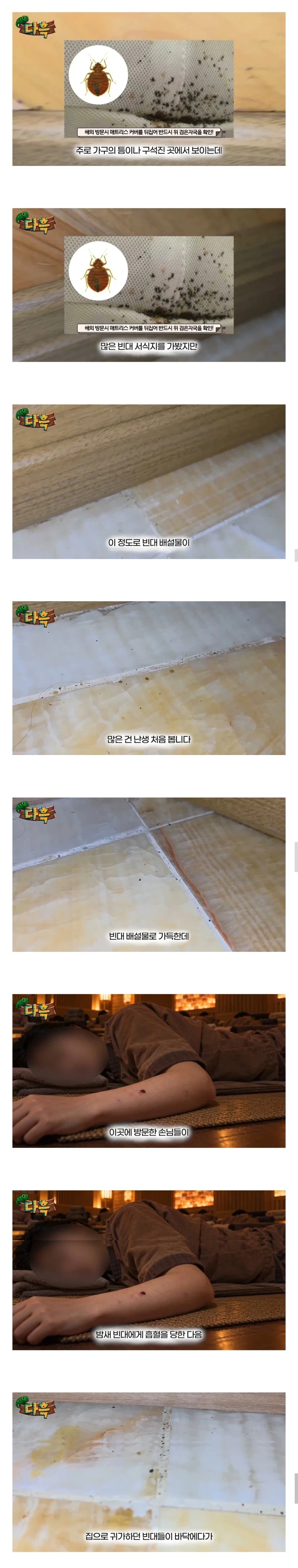 약혐. 부산 찜질방 빈대 이슈