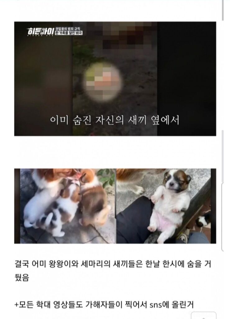 동네 인기견 가족, 초등학생들에 의해 끔찍하게 희생