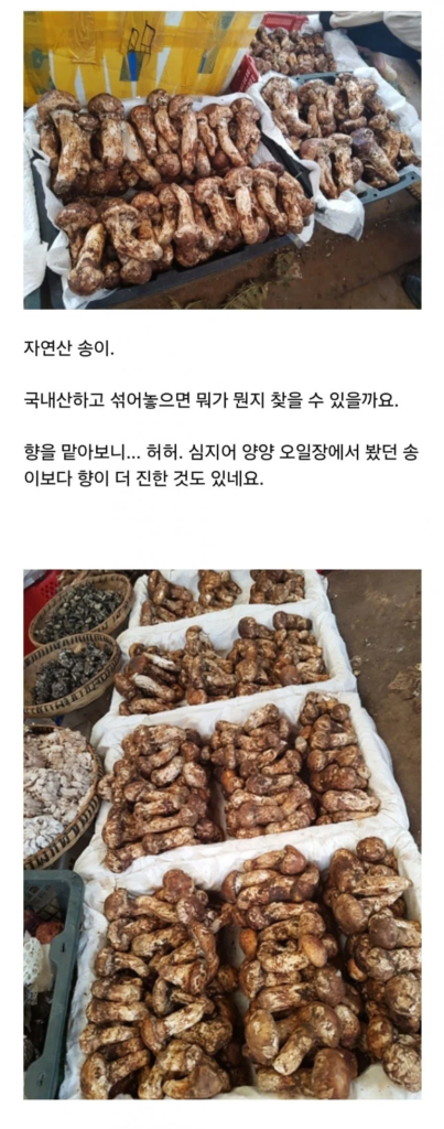 환각을 유발하는 것으로 알려진 독버섯
