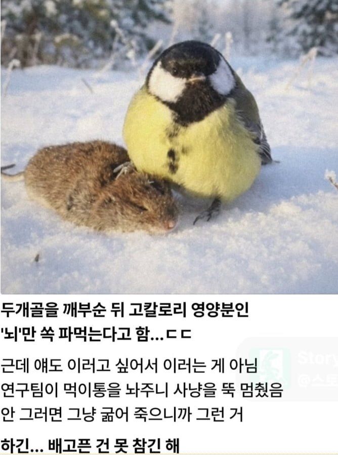 박새, 배고프면 위험해