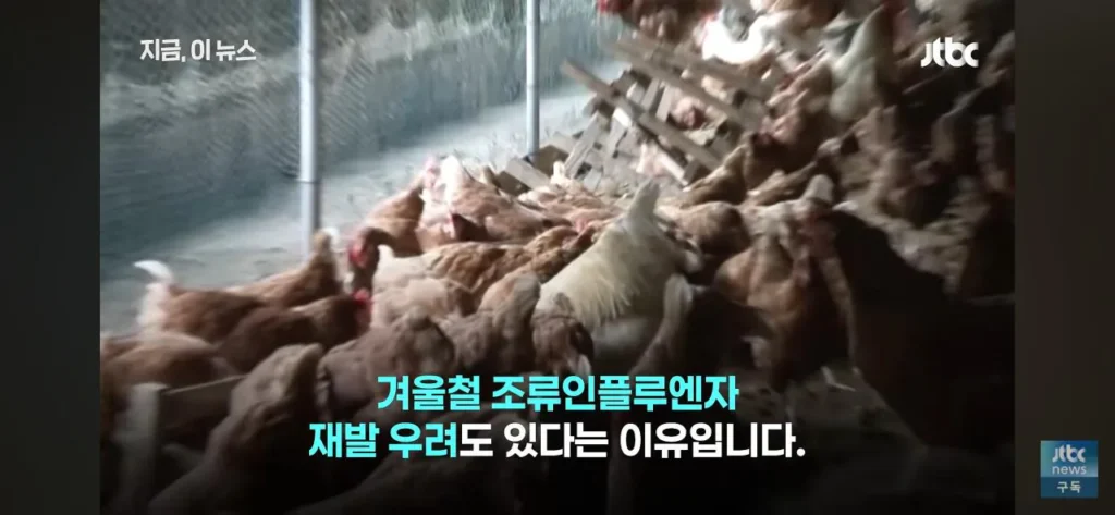 닭값 하락에 눈치 보는 치킨 업계 동향