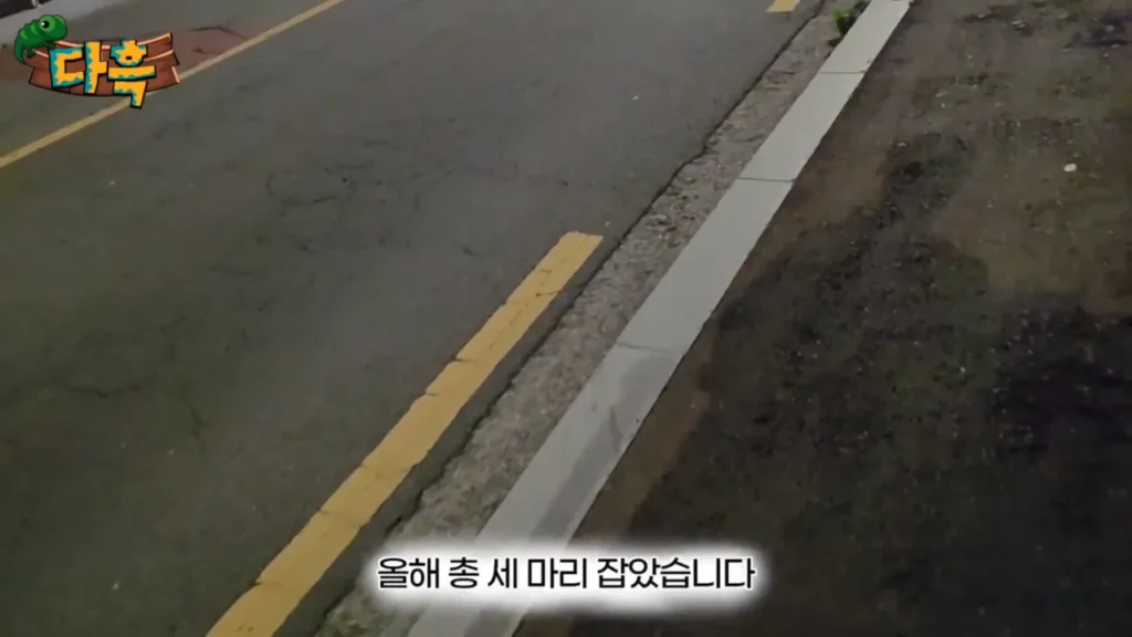 최근 부산에 서식하는 거대 돈벌레(그리마)