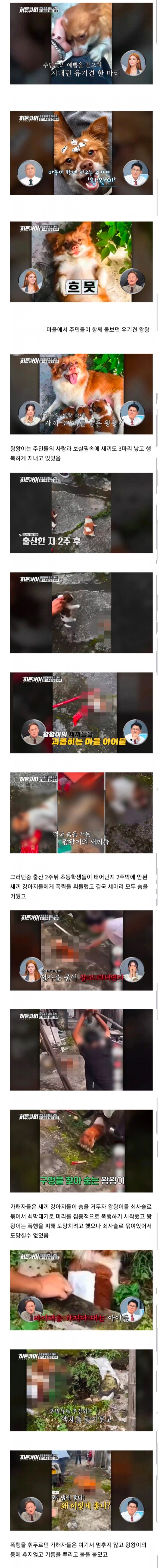 동네 인기견 가족, 초등학생들에 의해 끔찍하게 희생