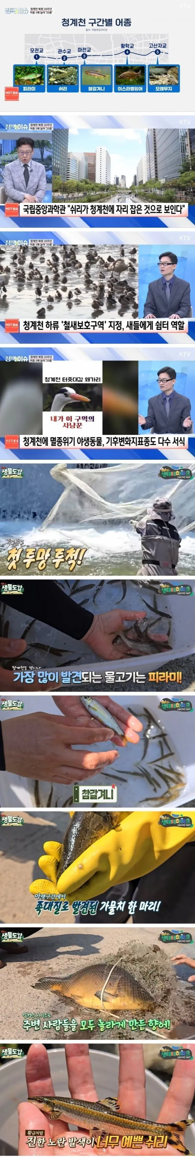 청계천 요즘 근황, 쉬리 발견 소식