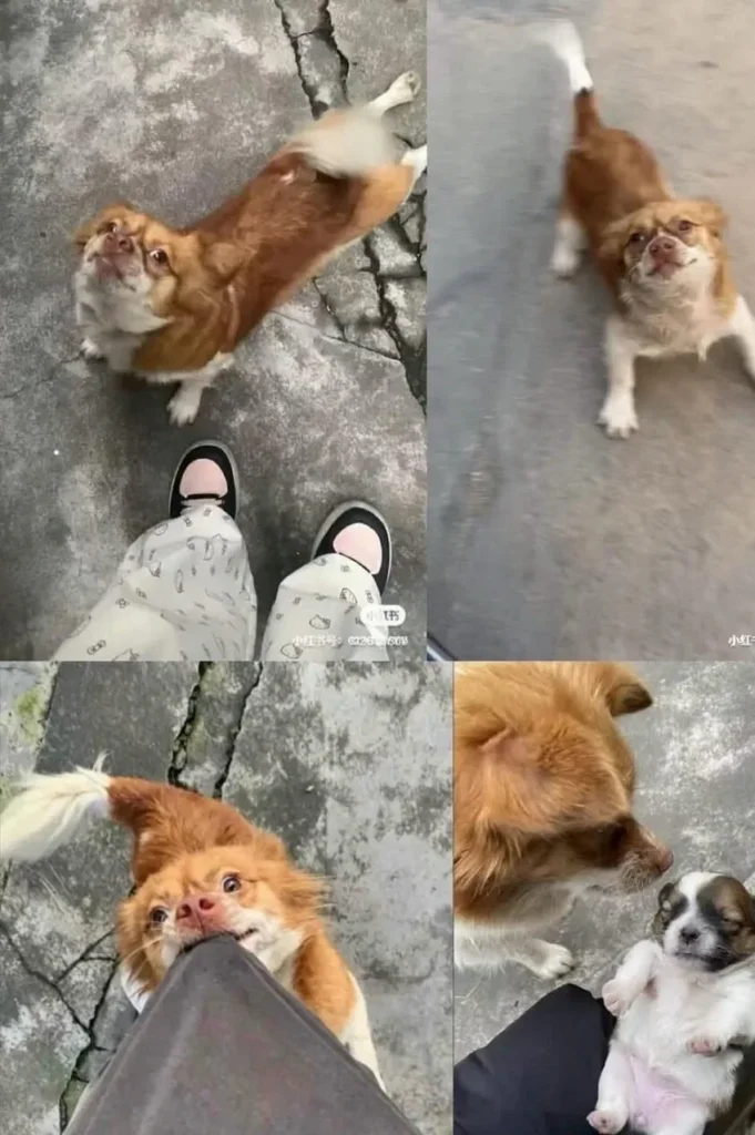 동네 인기견 가족, 초등학생들에 의해 끔찍하게 희생