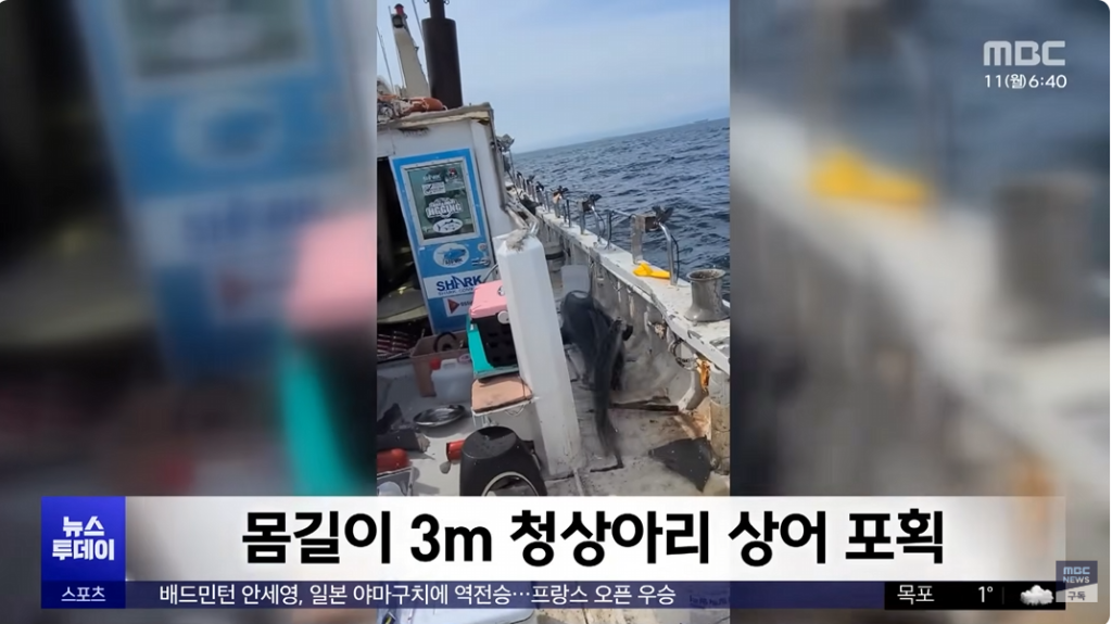 동해 상어 출몰…뱃속 내용 보니 이유 알겠네