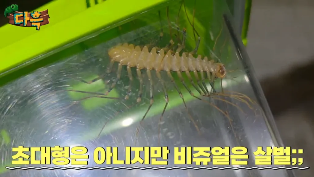 최근 부산에 서식하는 거대 돈벌레(그리마)