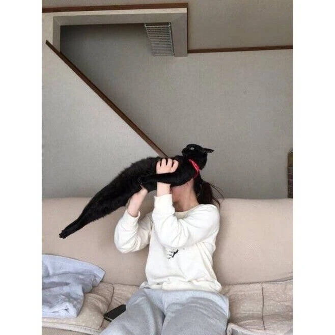 안기기 죽어도 싫은 고양이