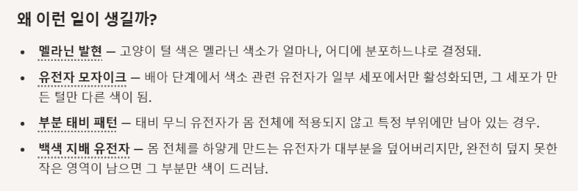 문신한 고양이 기념 사진