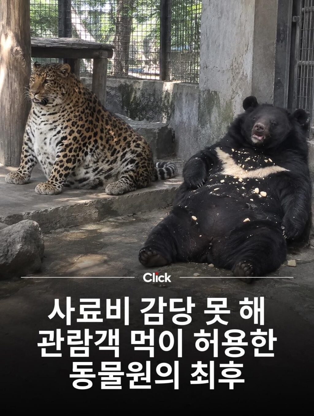 리센느 리브, 표범에게서 발견되다
