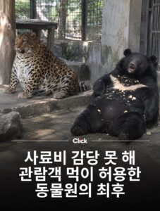 리센느 리브, 표범에게서 발견되다