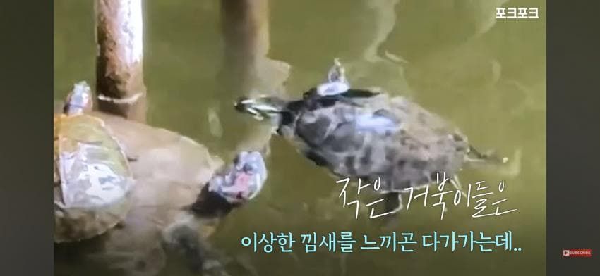 작은 거북들이 큰 거북을 돕기 위해 모였습니다!