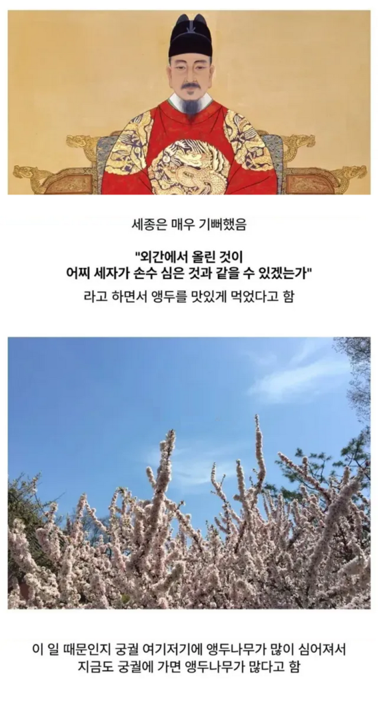 앵두나무가 경복궁에 많은 이유