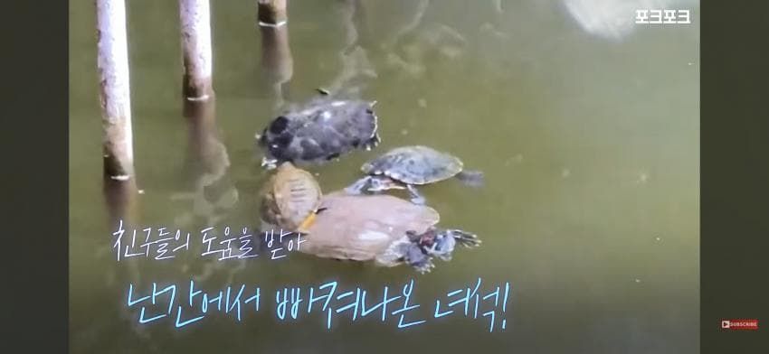 작은 거북들이 큰 거북을 돕기 위해 모였습니다!