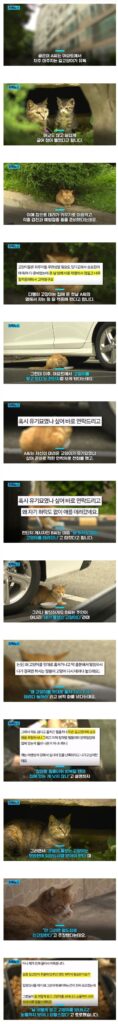 미쳐버린 캣맘
