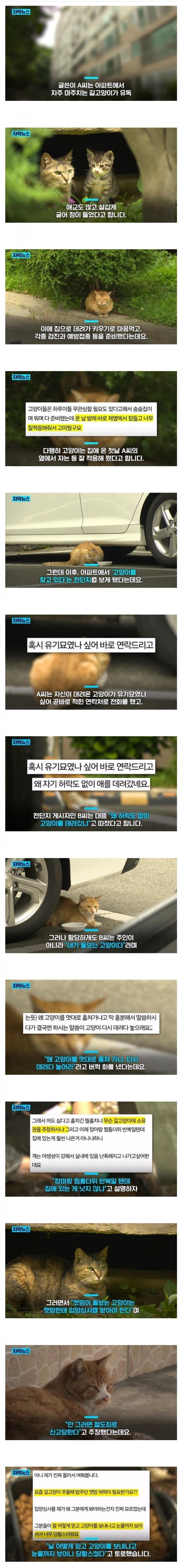 미쳐버린 캣맘