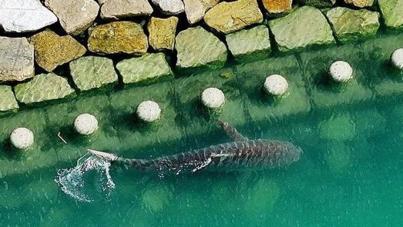부산 상어 실물, 실제로 보면 놀라움