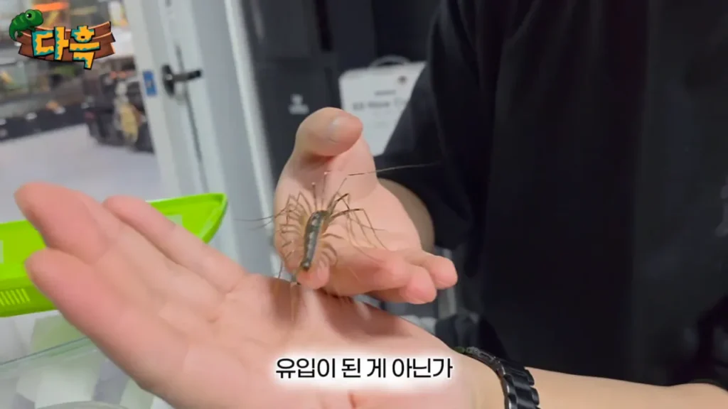 최근 부산에 서식하는 거대 돈벌레(그리마)