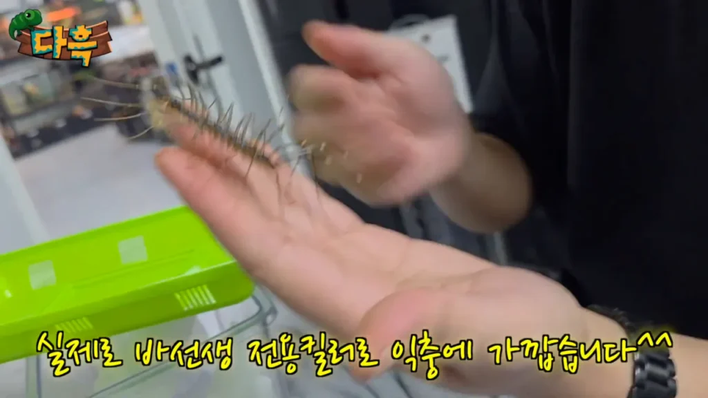 최근 부산에 서식하는 거대 돈벌레(그리마)