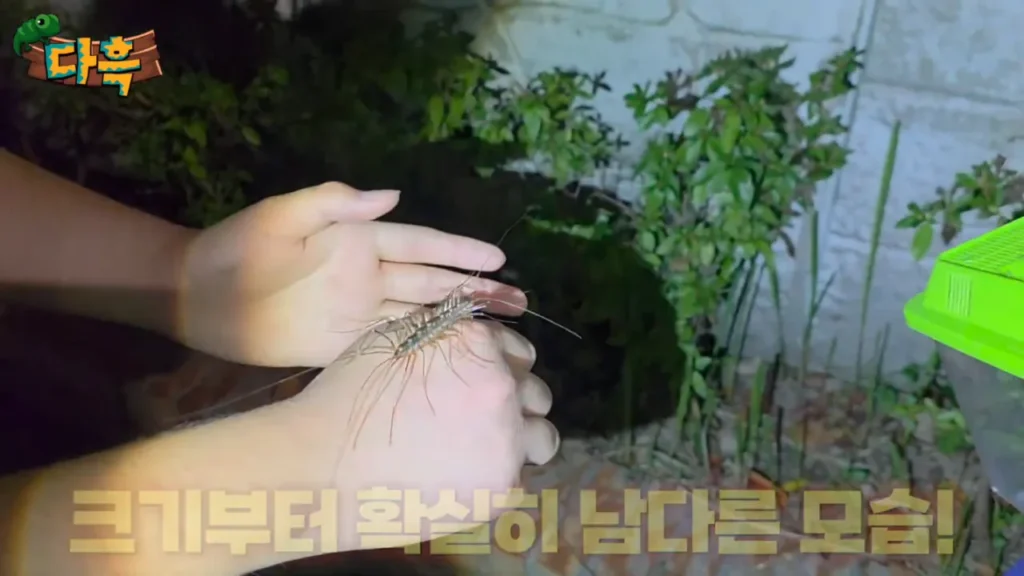 최근 부산에 서식하는 거대 돈벌레(그리마)