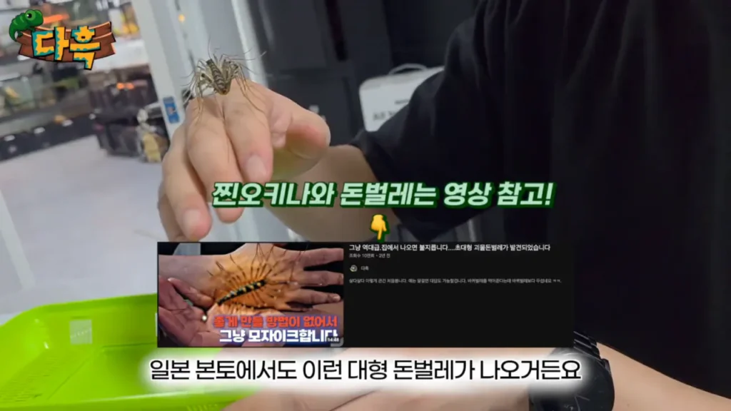 최근 부산에 서식하는 거대 돈벌레(그리마)