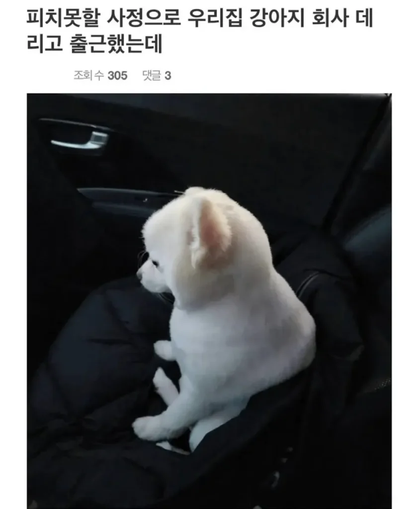 피치못할 사정으로 강쥐 데리고 출근했는데...jpg