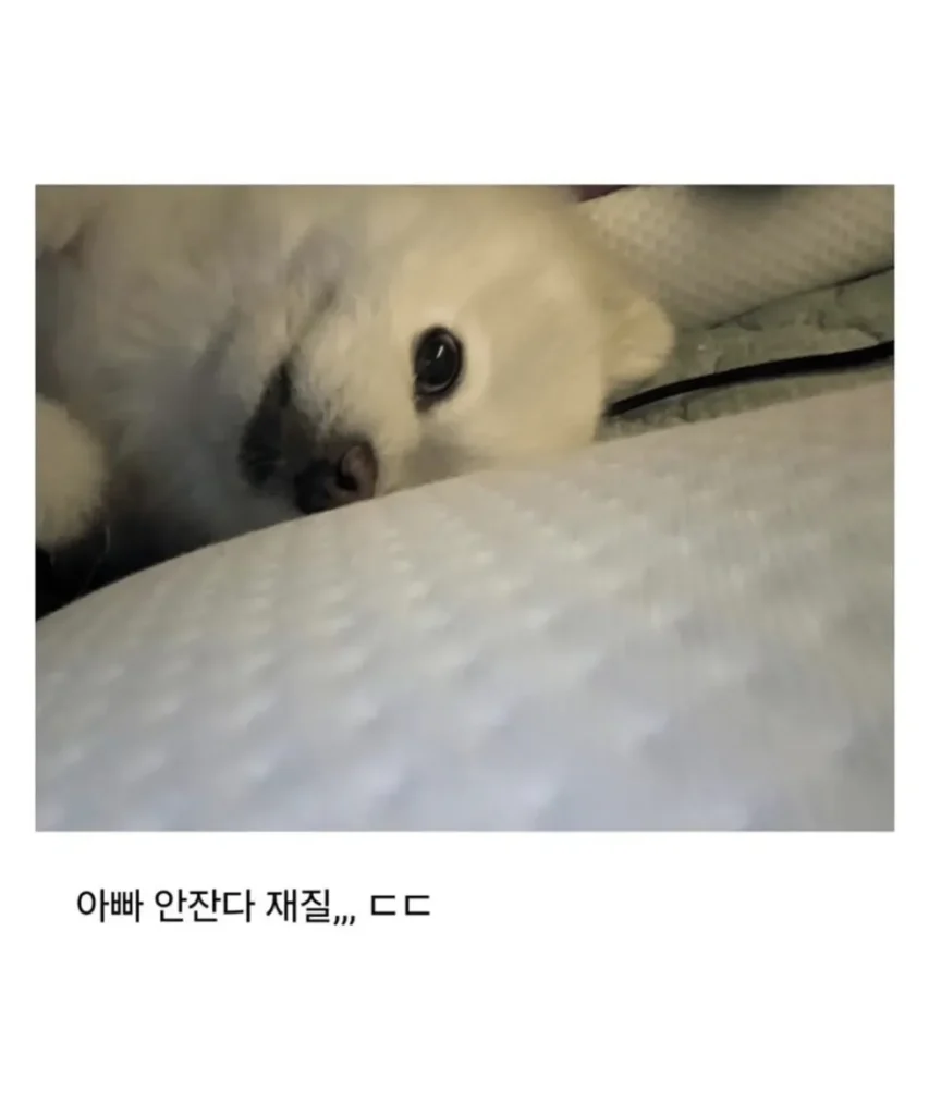 피치못할 사정으로 강쥐 데리고 출근했는데...jpg