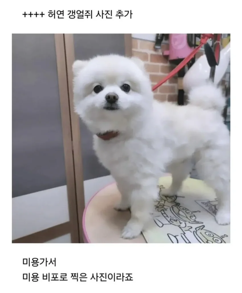 피치못할 사정으로 강쥐 데리고 출근했는데...jpg
