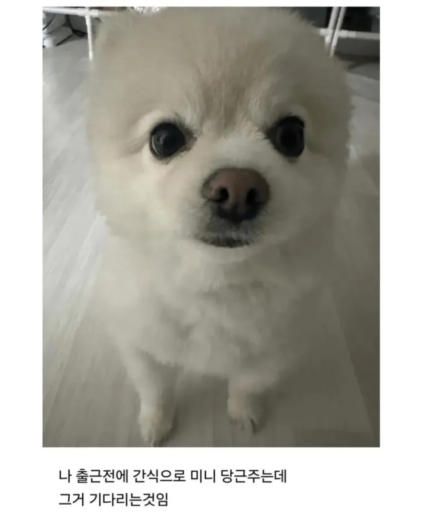 피치못할 사정으로 강쥐 데리고 출근했는데...jpg