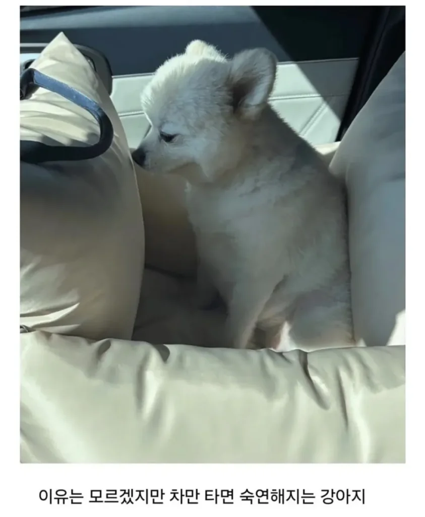 피치못할 사정으로 강쥐 데리고 출근했는데...jpg