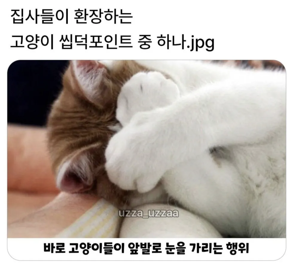 집사들이 환장하는 고양이 씹덕포인트.jpg